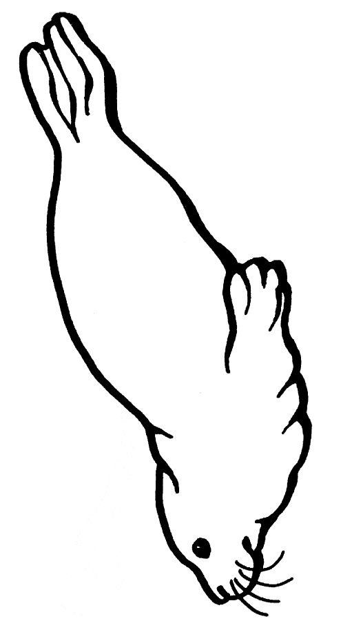 Sea lion coloring page