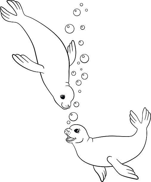 Coloring pages two little cute seals swim stock illustration