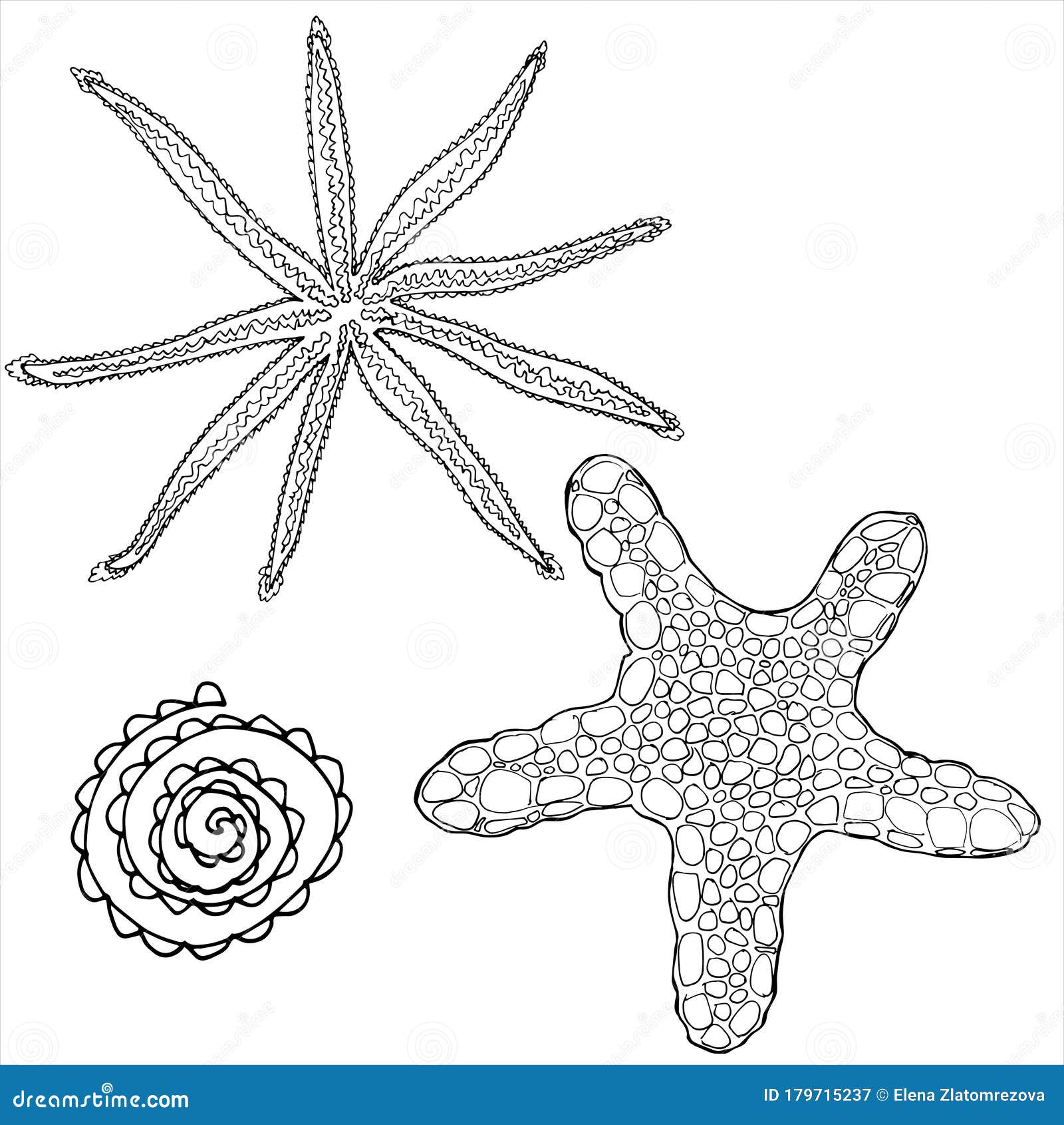 Sea star coloring book for children and adults stock illustration