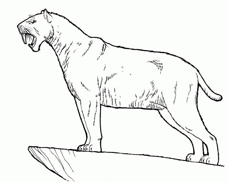 Free saber tooth tiger coloring page download free saber tooth tiger coloring page png images free cliparts on clipart library