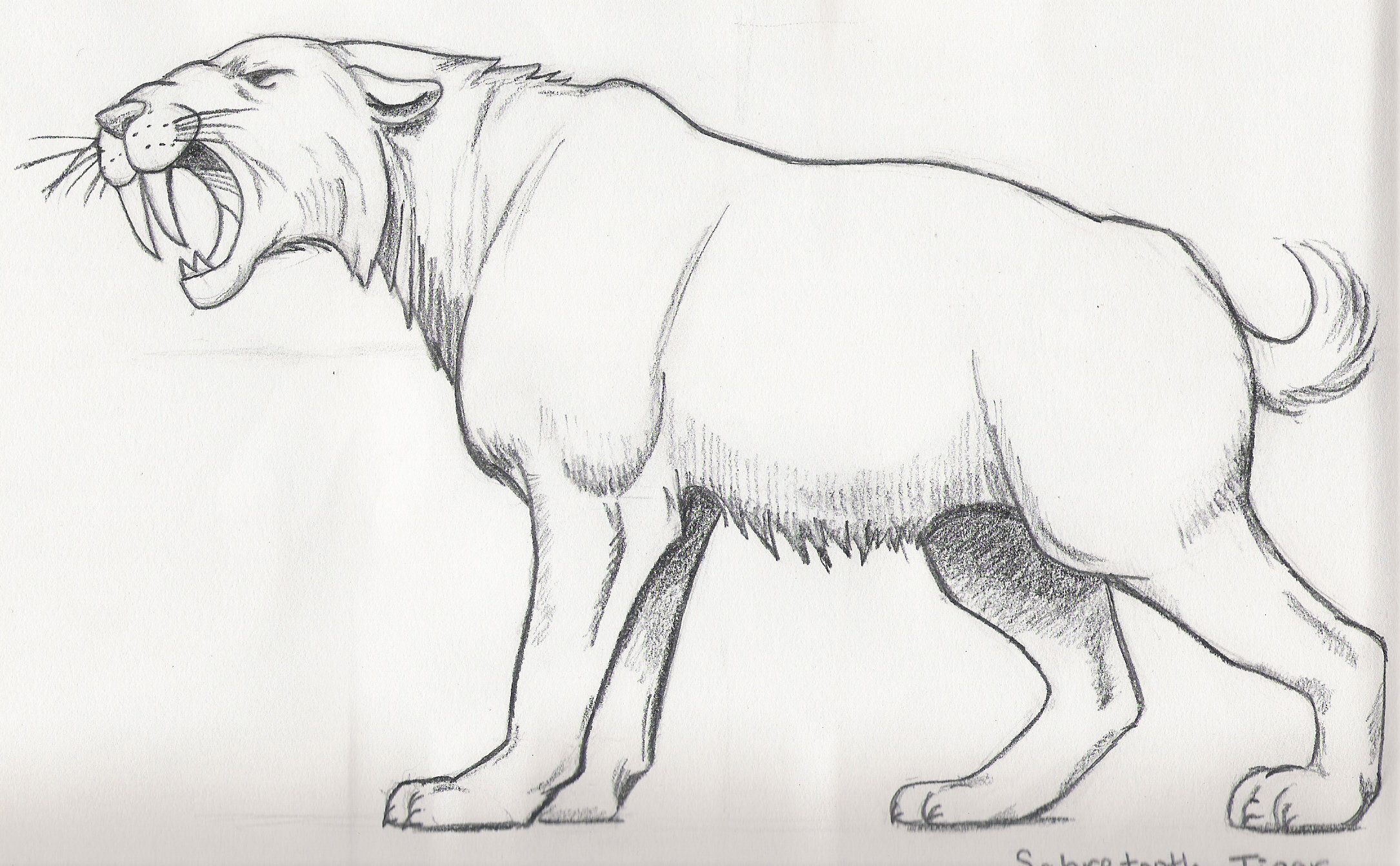 Free saber tooth tiger coloring page download free saber tooth tiger coloring page png images free cliparts on clipart library