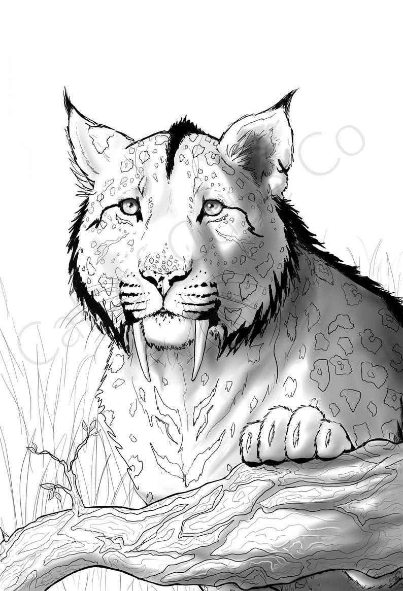 Saber tooth color pagedigital big cat coloring pageanimal