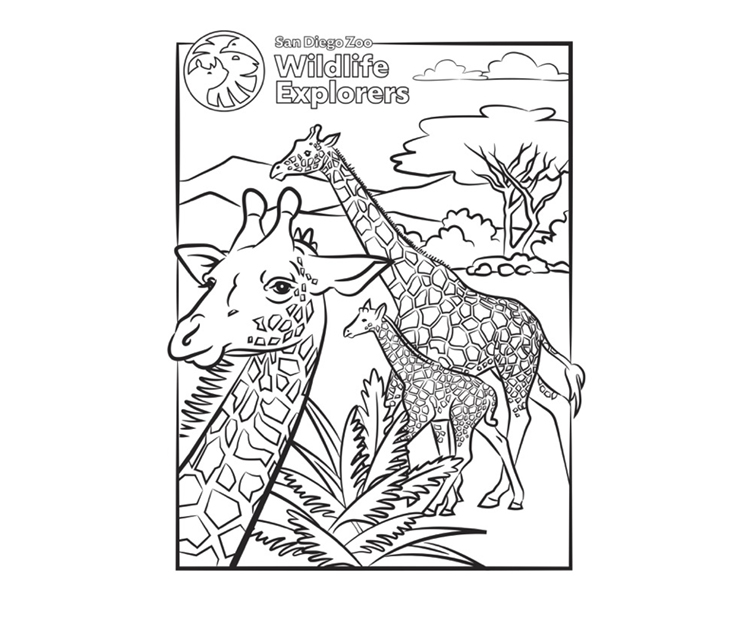 Coloring page giraffe family san diego zoo wildlife explorers