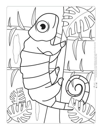 Safari and jungle animals coloring pages for kids animal coloring pages jungle coloring pages animal pictures for kids