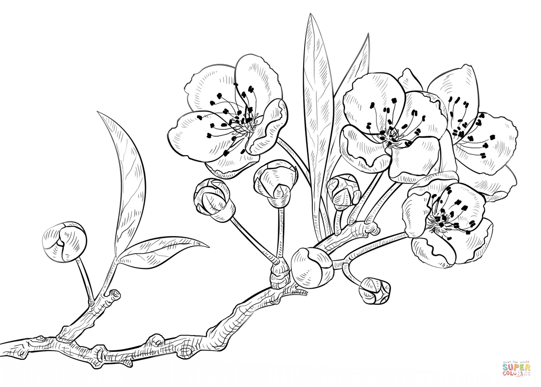 Cherry blossoms coloring page free printable coloring pages