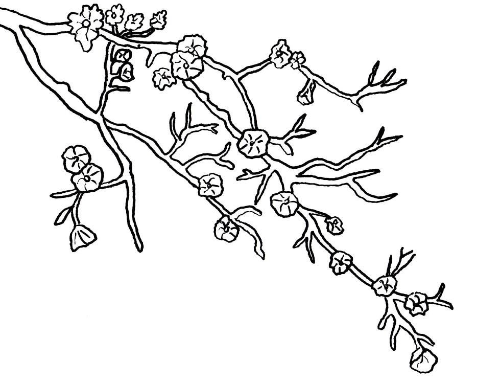 Cherry blossom coloring pages printable for free download