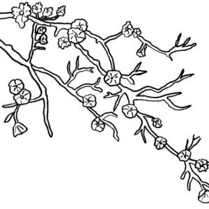 Cherry blossom coloring pages printable for free download