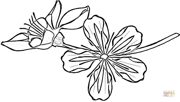 Sakura coloring page free printable coloring pages