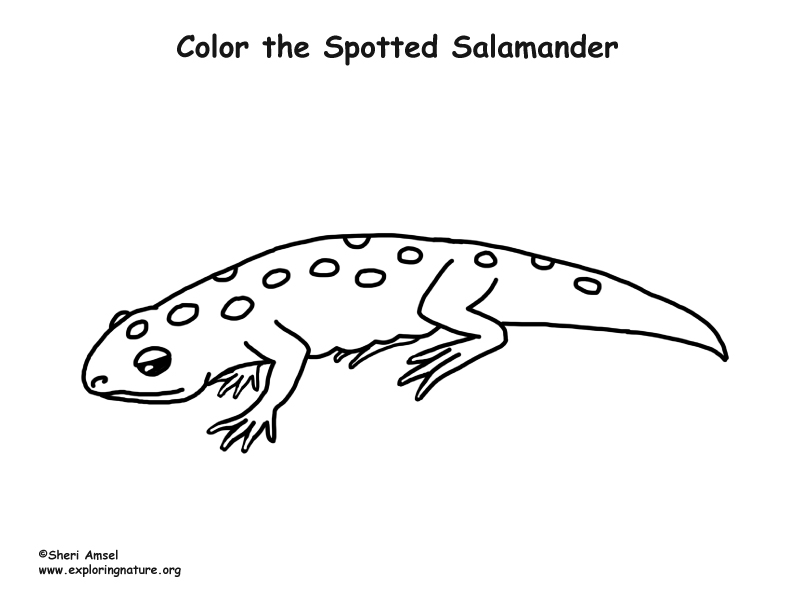 Salamander spotted coloring page