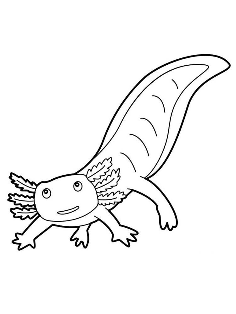 Salamander coloring pages print salamanders are amphibian and close relatives of frogs they mostâ animal coloring pages coloring pages coloring pages to print