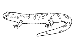 Amphibian and reptile coloring pages