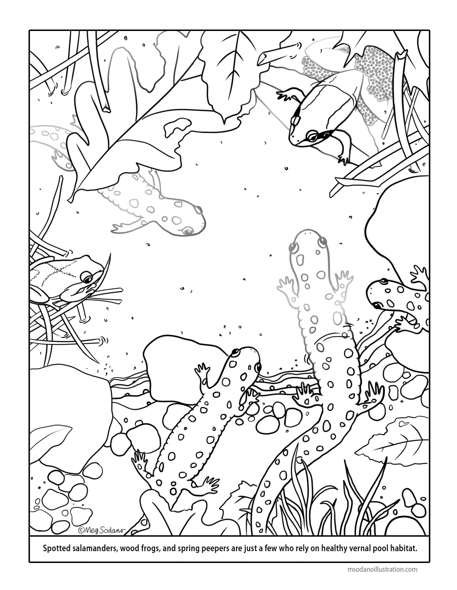 Vernal pool coloring page â meg sodano â illustration design