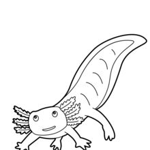 Mexican salamander coloring pages