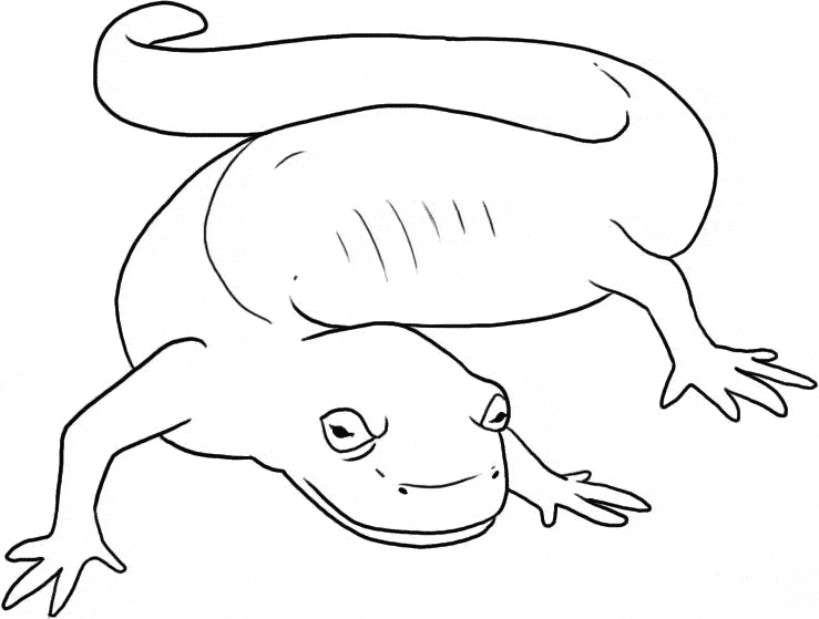 Marbled salamander coloring page