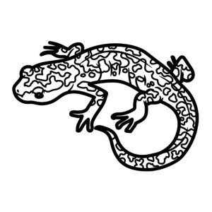 Salamander coloring pages printable for free download