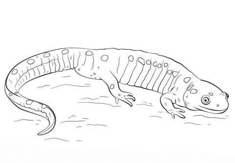 Spotted salamander coloring page free printable coloring pages