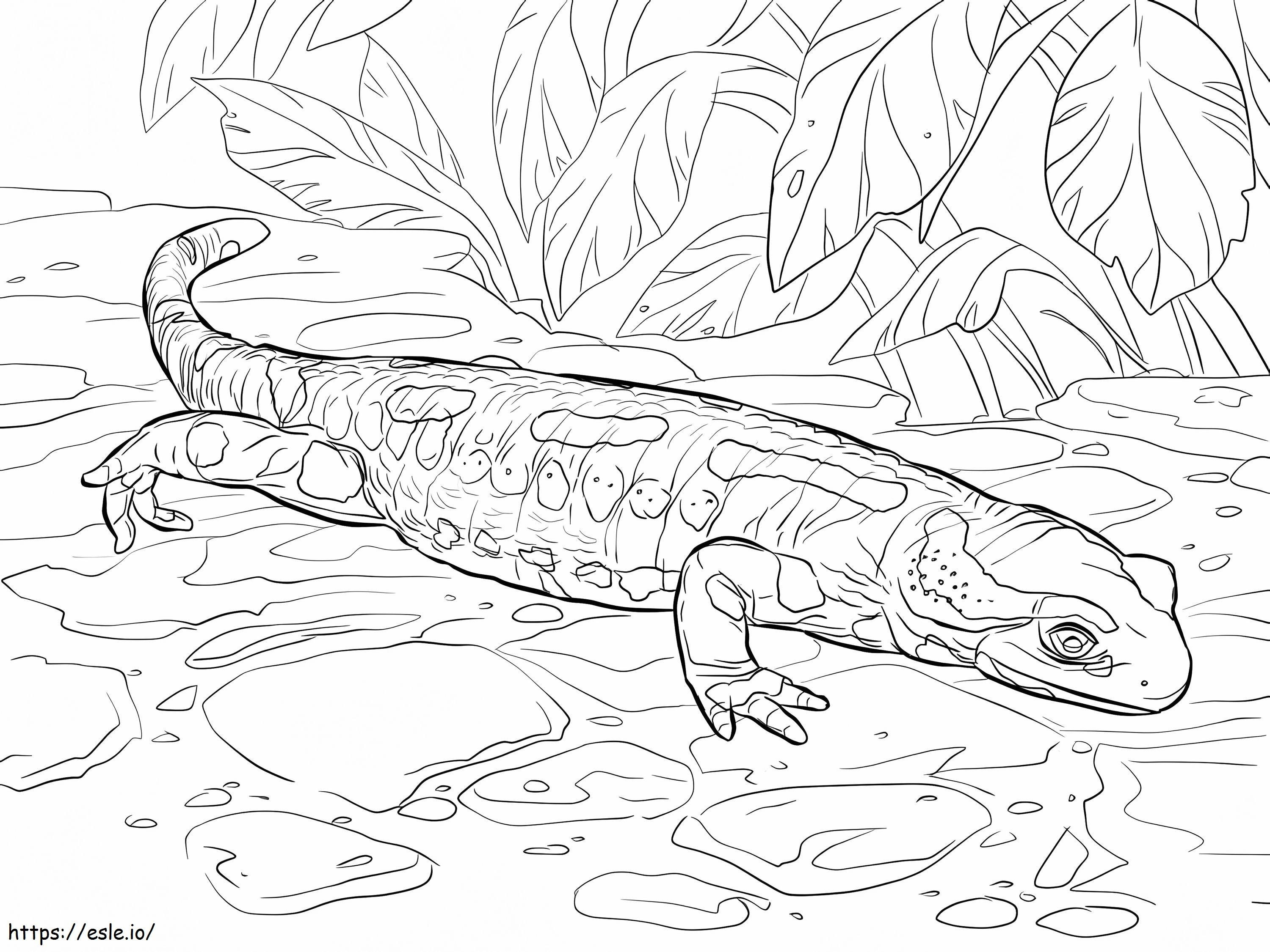 Fire salamander coloring page