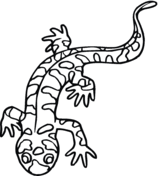 Salamander coloring pages free coloring pages