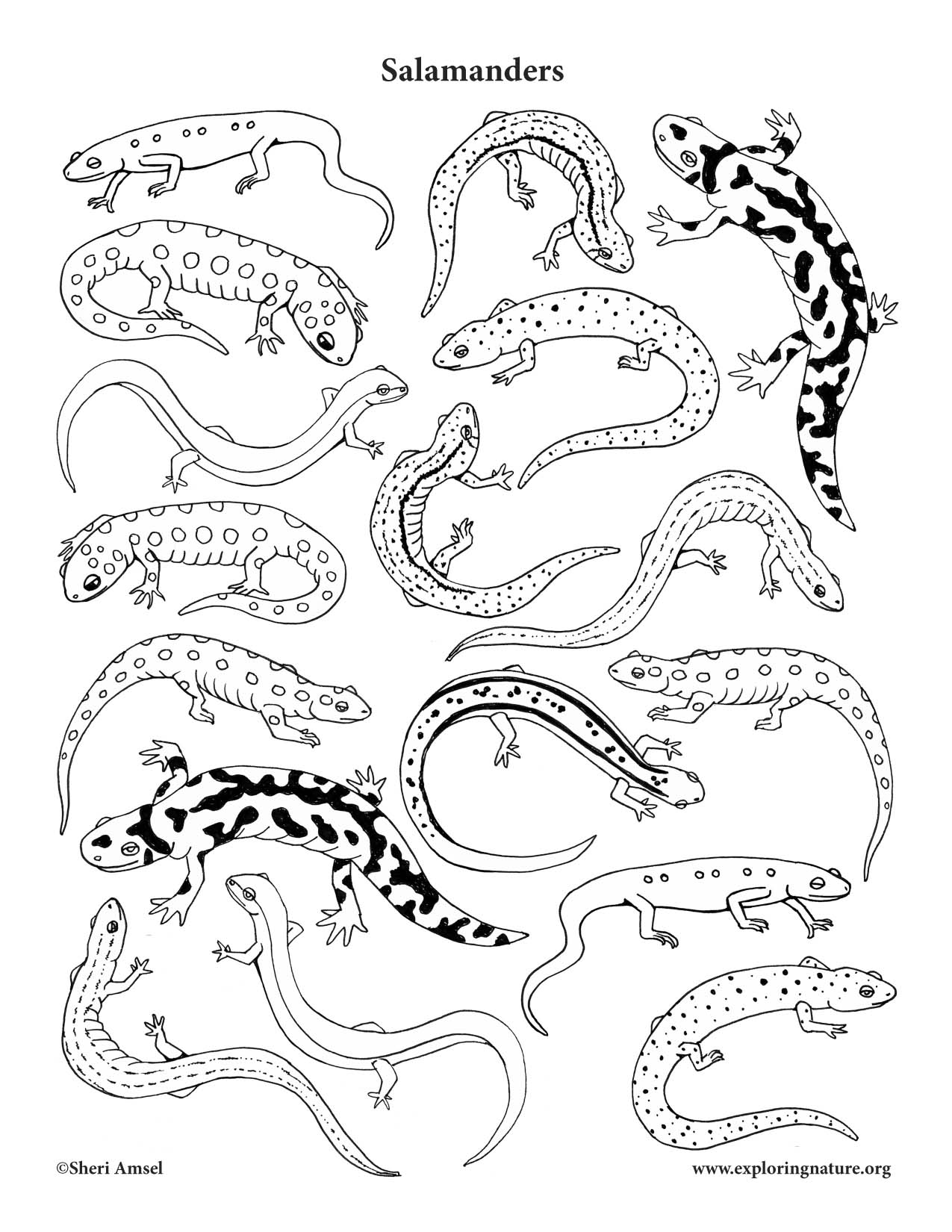 Salamanders coloring page