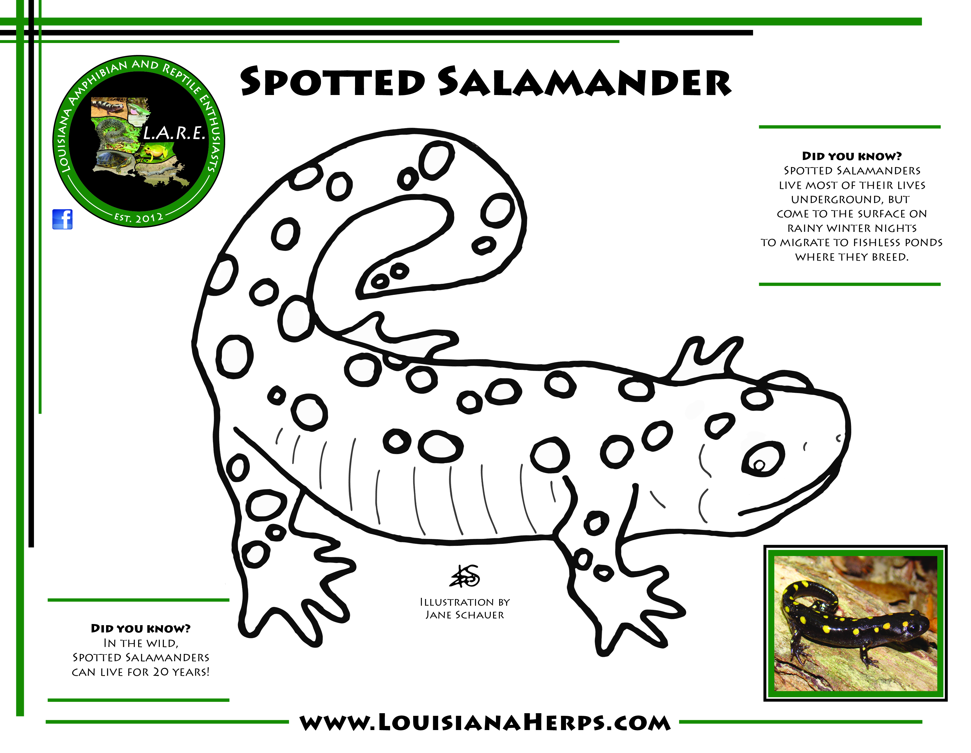 Lare coloring pages brad gloriosos personal website amphibians and reptiles of louisiana