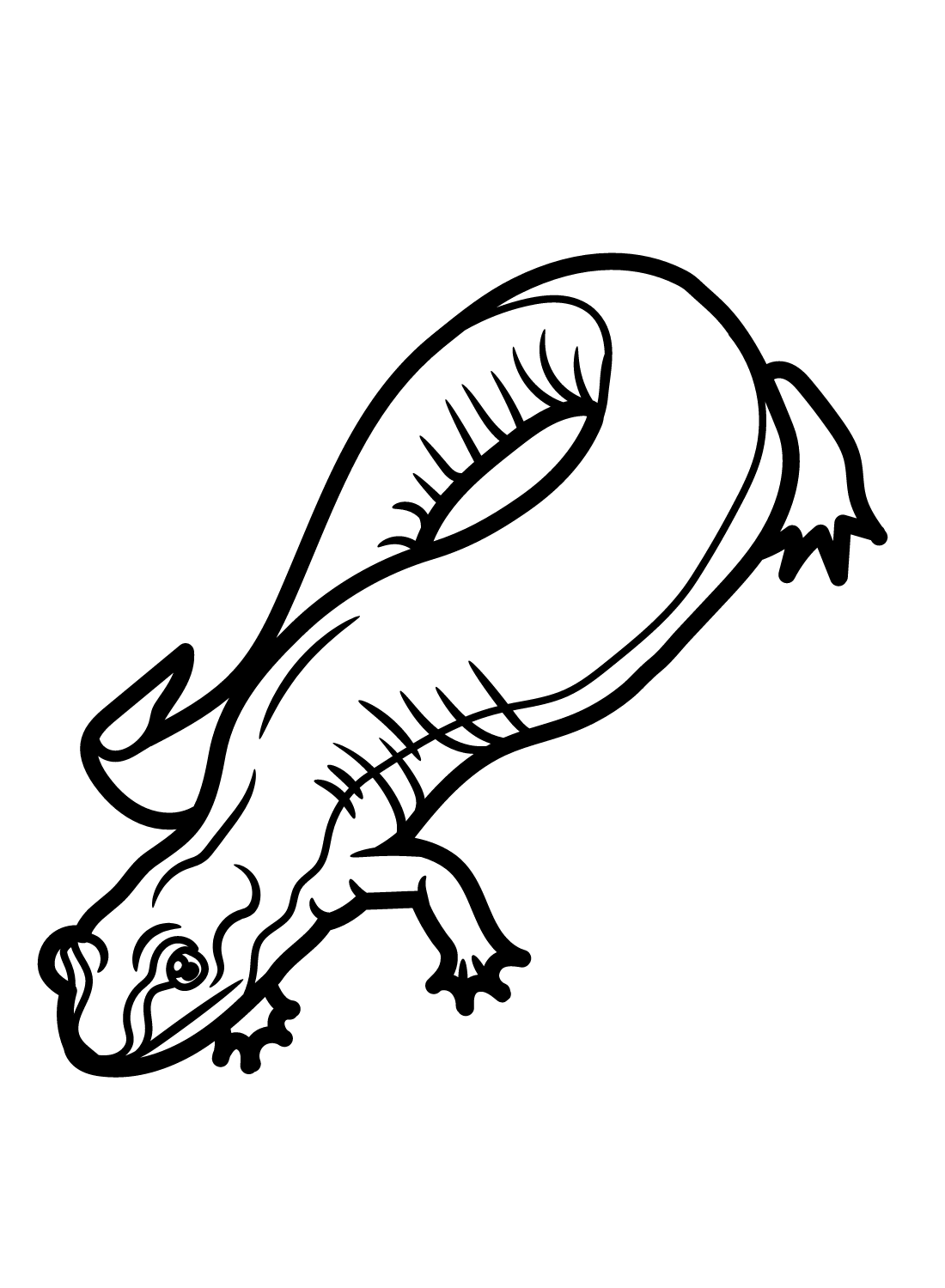 Salamander coloring pages printable for free download