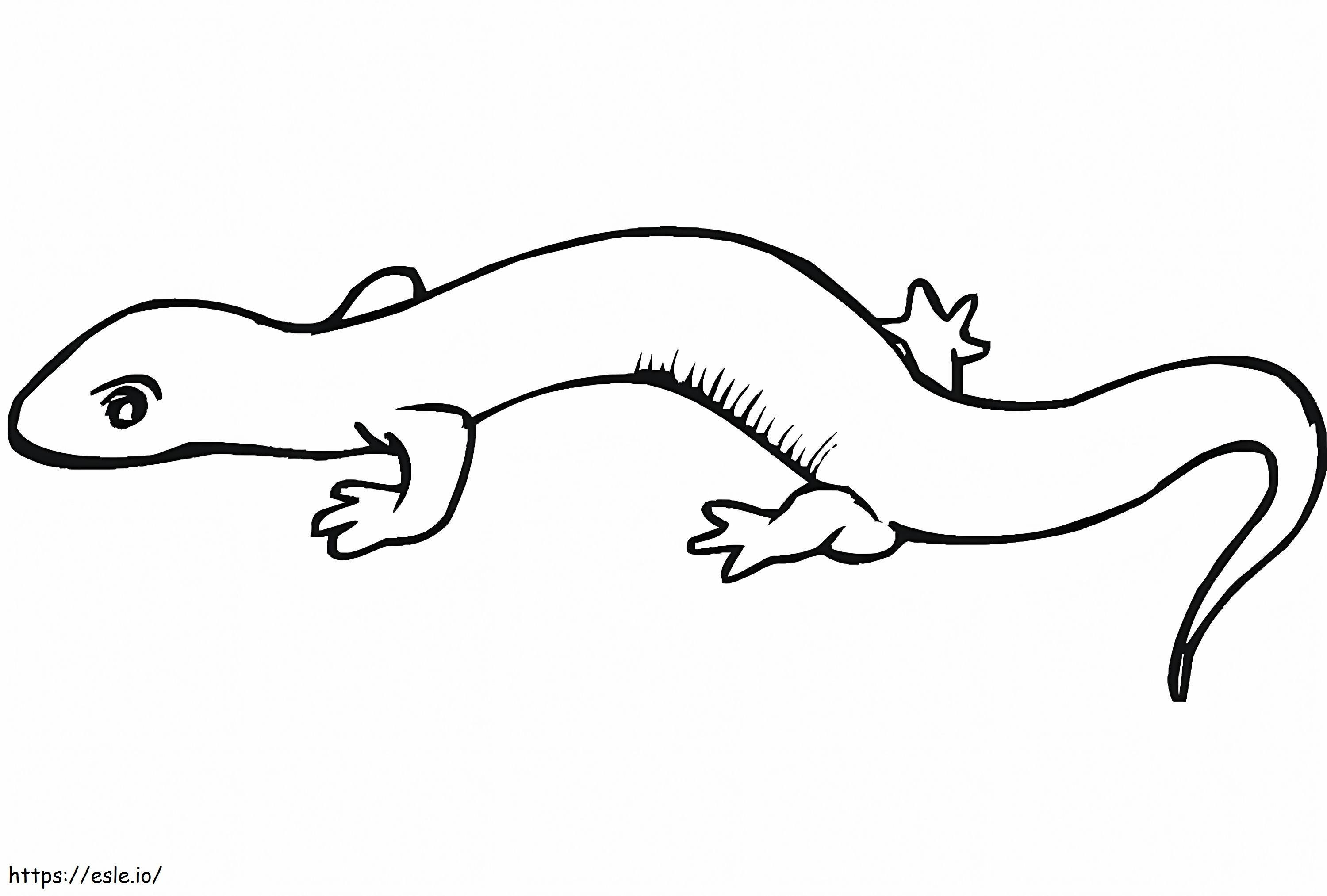 Salamander coloring page