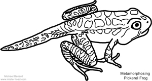 Amphibian and reptile coloring pages