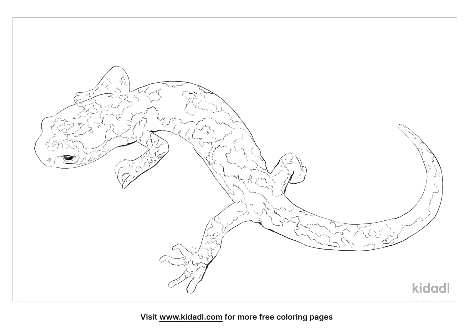 Free wandering salamander coloring page coloring page printables