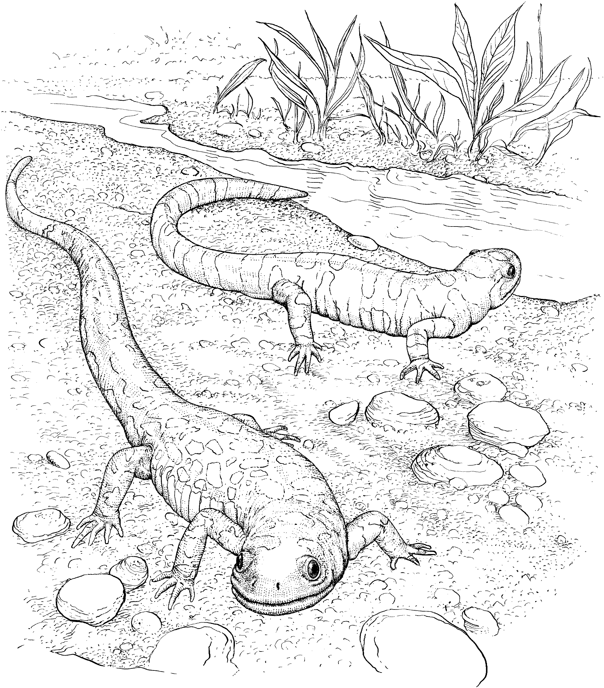 Free lizard coloring pages