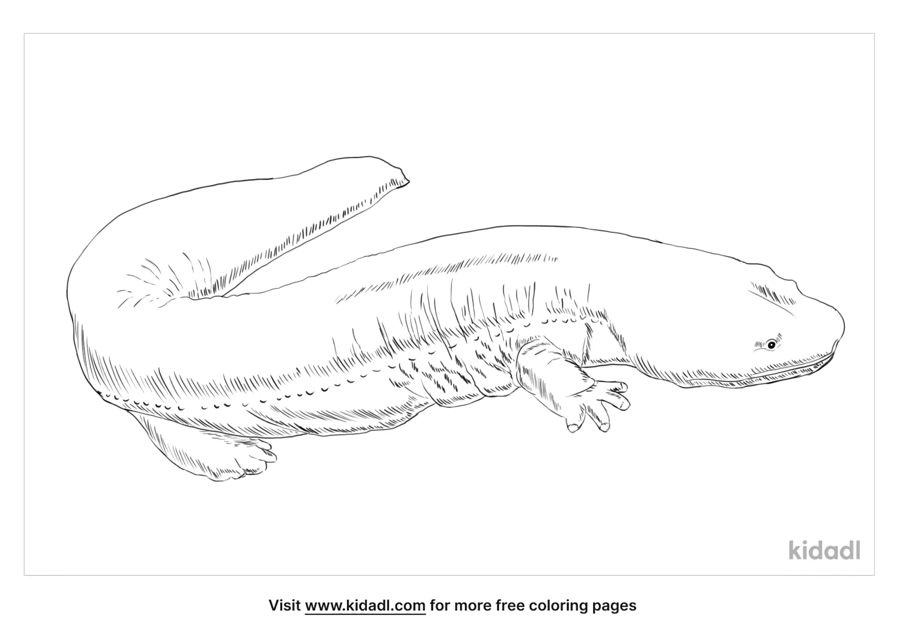 Free japanese giant salamander coloring page coloring page printables