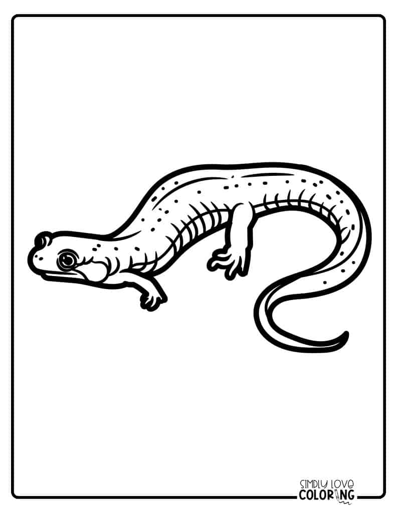 Salamander coloring pages free pdf printables