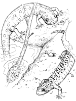 Toads and salamanders coloring pages and printable activities