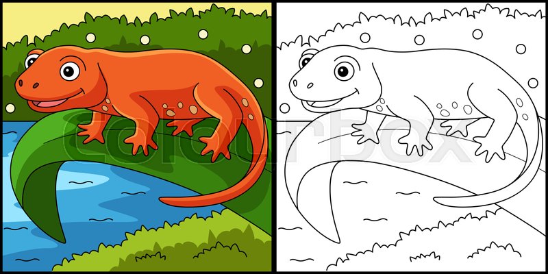 Newt animal coloring page colored illustration stock vector