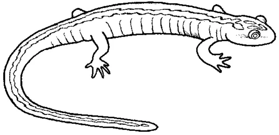 Coloring pages salamander printable for kids adults free