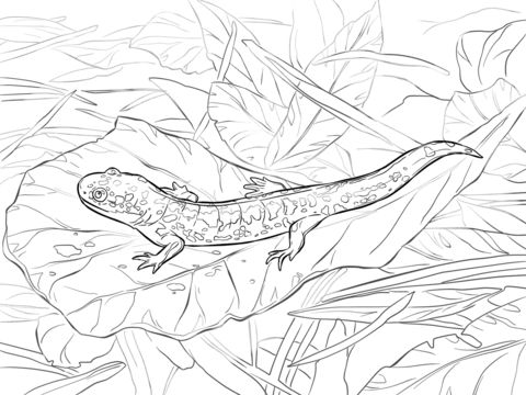 Tiger salamander coloring pages amazing art coloring pages salamander