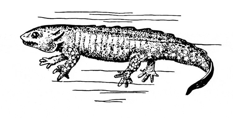 Salamander coloring page