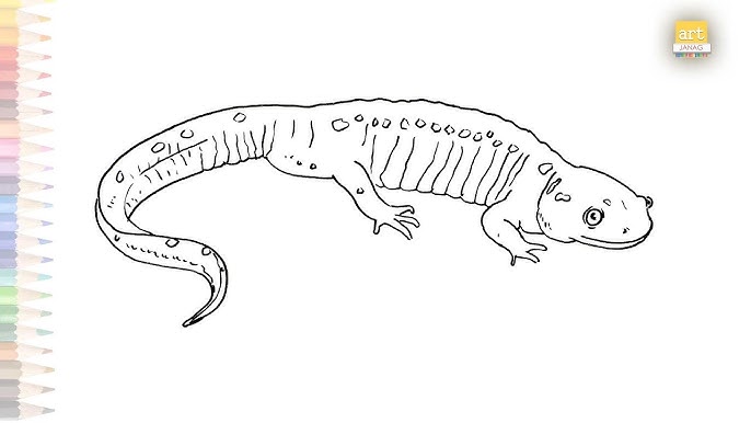 Learn to draw a salamander drawing wild washington temperate rainforest pt