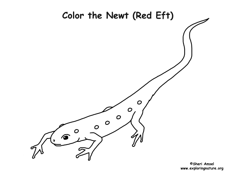 Newt coloring page red eft