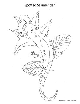 Animal coloring pages hand drawn mammals bugs amphibians fish