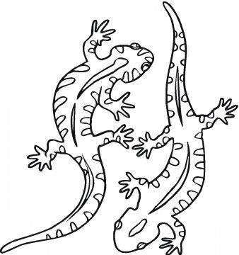 Salamander coloring pages colouring pages printable coloring pages