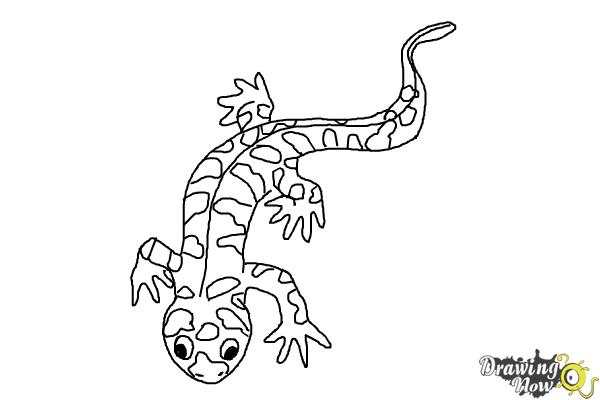 How to draw a salamander