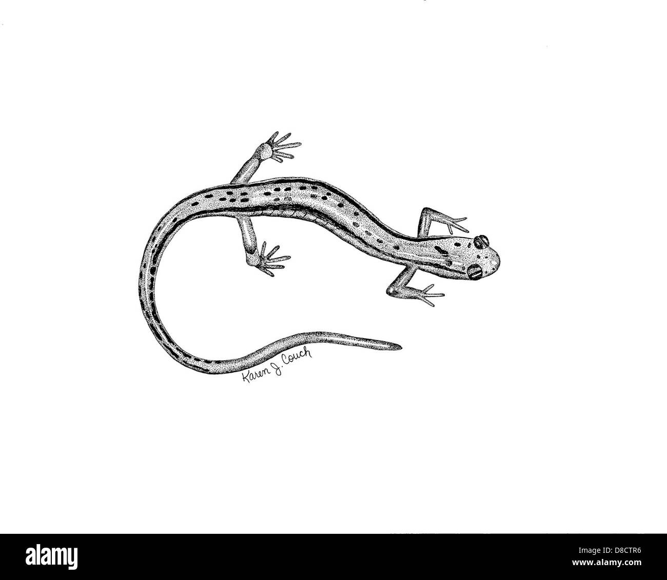 Salamander drawing hi