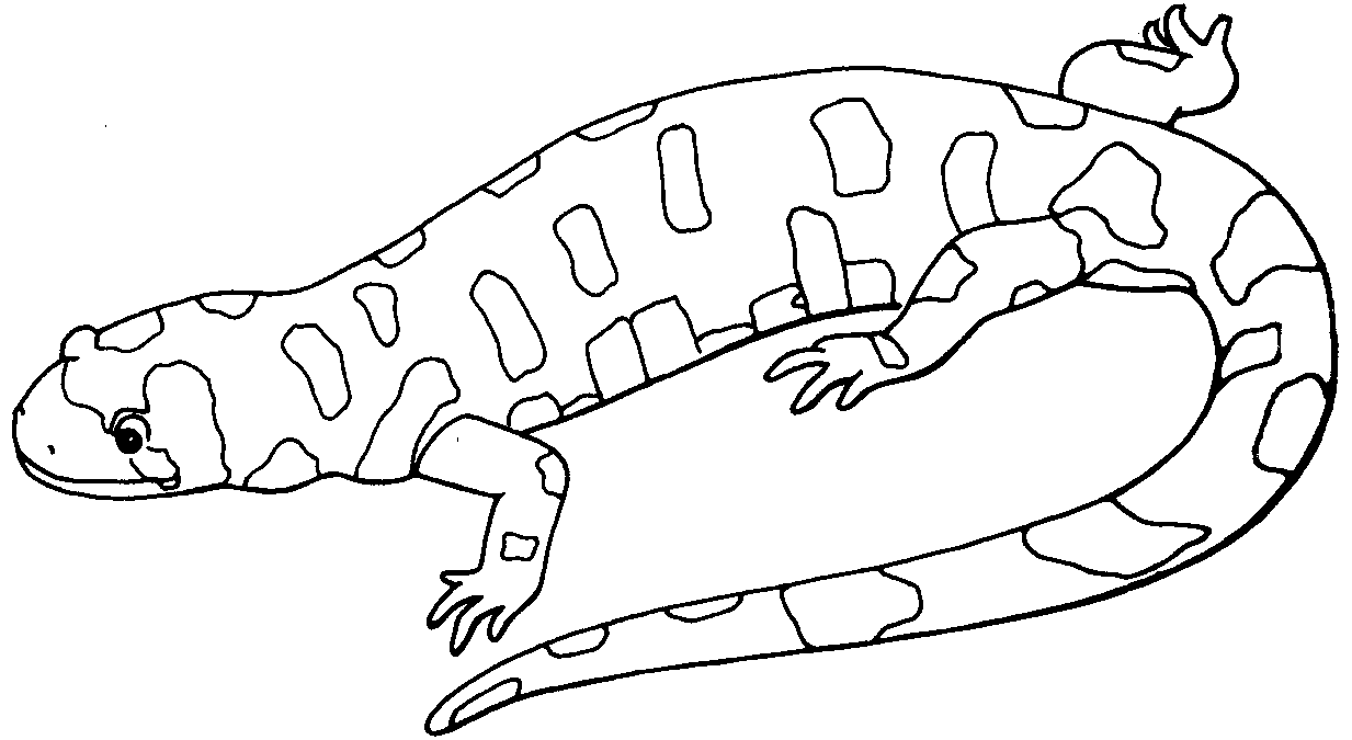 Gecko coloring pages