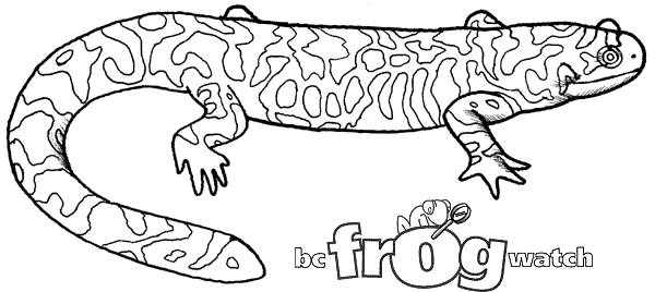 Salamander animals â free printable coloring pages