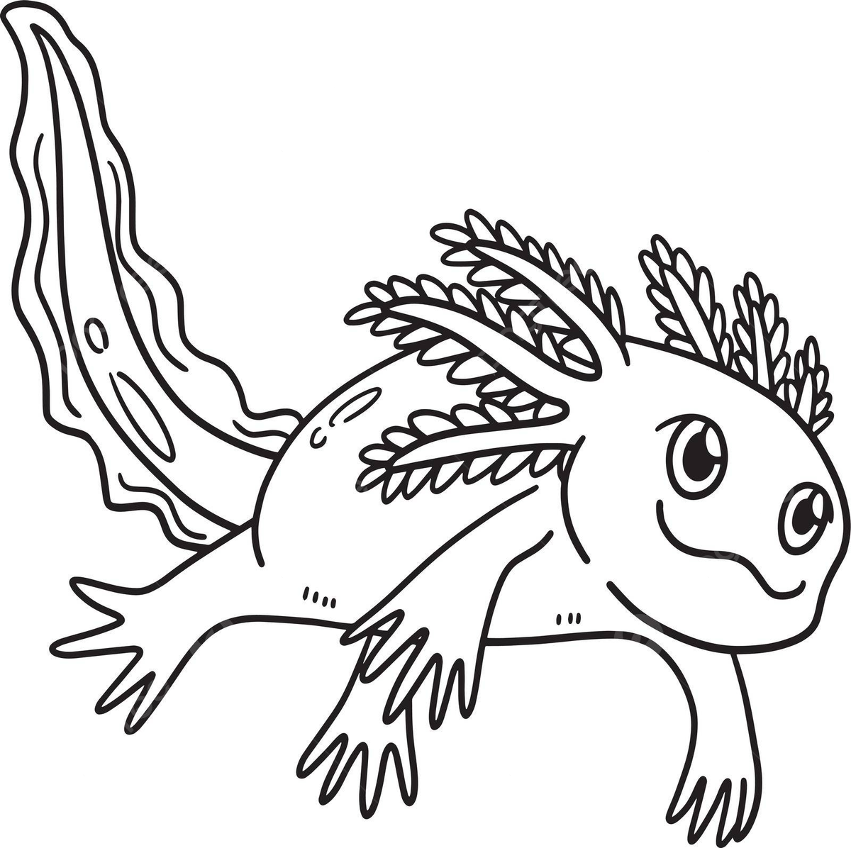 Axolotl isolated coloring page for kids amphibian clip axolotl vector lip drawing axolotl drawing ring drawing png and vector with transparent background for free download