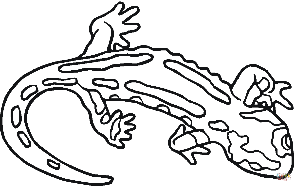 Salamander coloring page free printable coloring pages