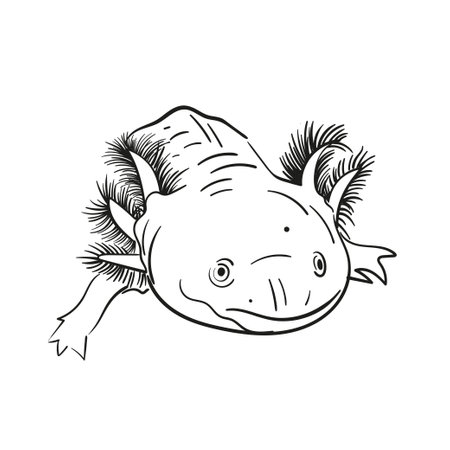 Axolotl stock illustrations cliparts and royalty free axolotl vectors