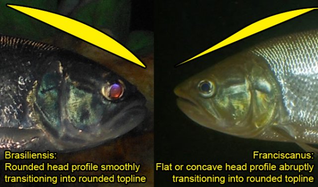 Dorado salminus id and care guide