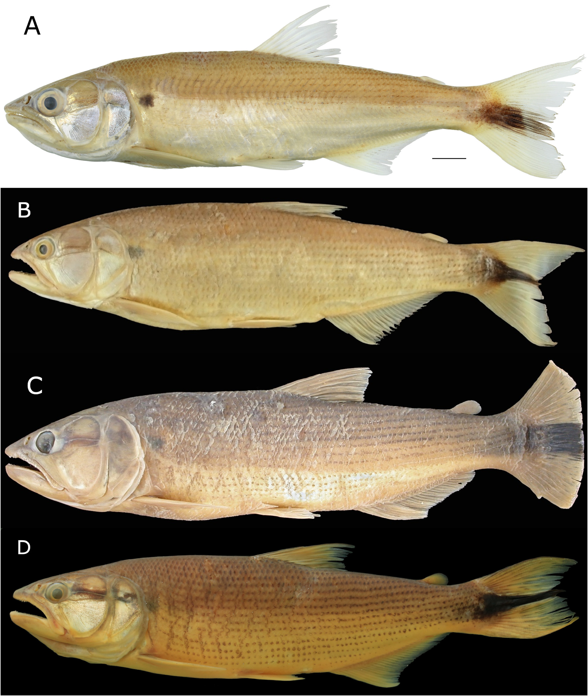 Salminus iquitensis lima new combination