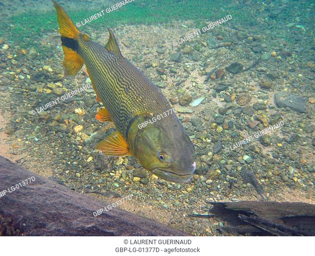 Fish dourado salminus brasiliensis bonito mato grosso do sul brazil stock photo picture and rights managed image pic gbp